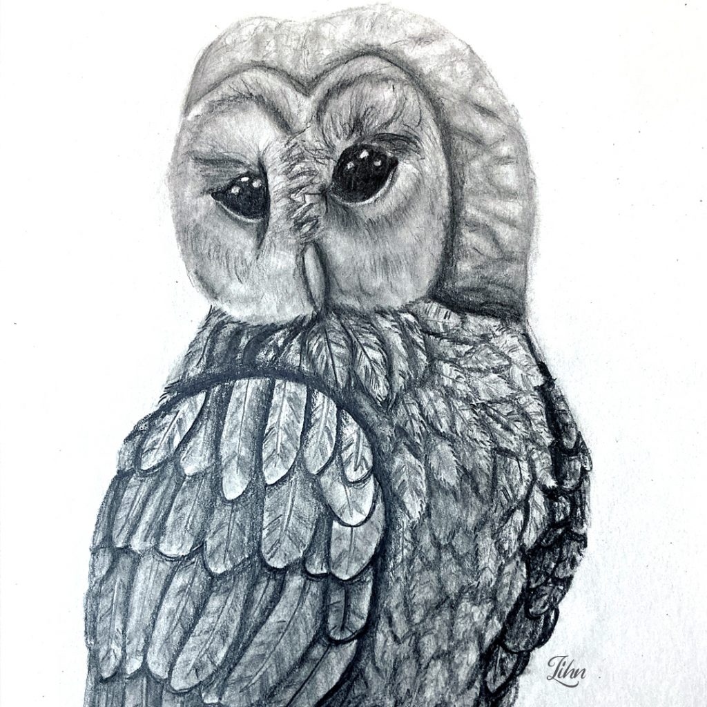 Pencil drawing of owl by Lihn, art classes for kids redlands queensland, art classes for kids brisbane, engaged in art, lesley smitheringale, weekly art classes for kids alex hills,